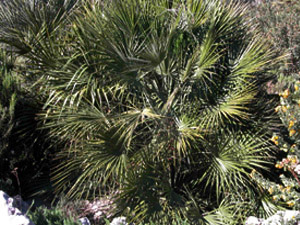 Vivers Càrex - Chamaerops humilis 